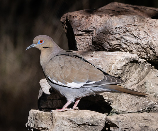 49. White Winged Dove Davis Mountains P1002360