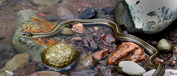 50. Wandering Garter Snake