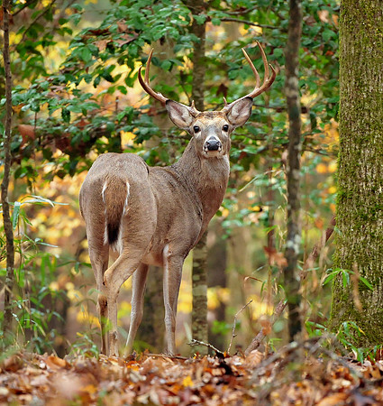 51. White-tailed Deer Beavers Bend MK1_1481