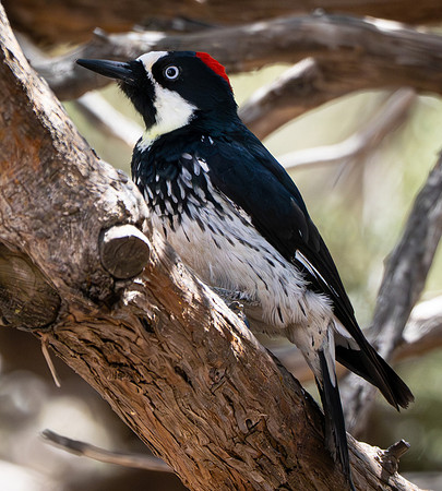 53. Acorn Woodpecker Davis Mountains PMK98653