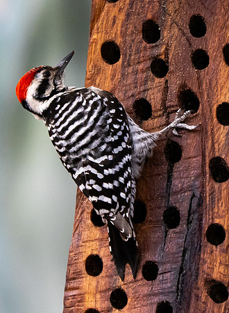 54. Ladder-backed Woodpecker Davis Mountains P1002217
