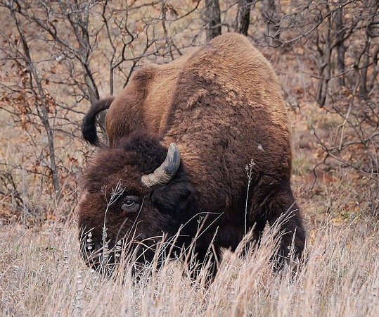 52. American Bison WMWR PMK91160