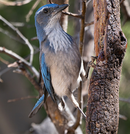 55. Woodhouse's Scrub-jJay Davis Mountains PMK98829