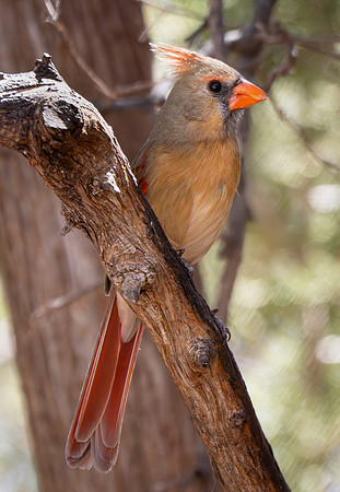 57. Northern Cardinal Davis Mountains PMK98602