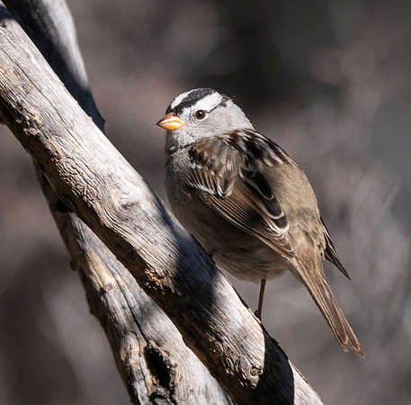 59. White-crowned Sparrow Davis Mountains P1002352