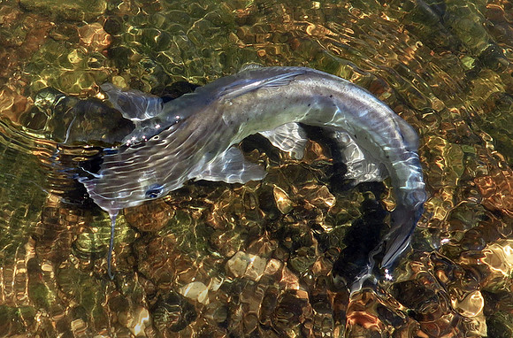 58. Channel Catfish