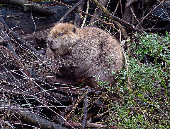56. American Beaver DF SP TX IMG_0445