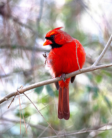 60. Northern Cardinal Daingerfield SP P1001237