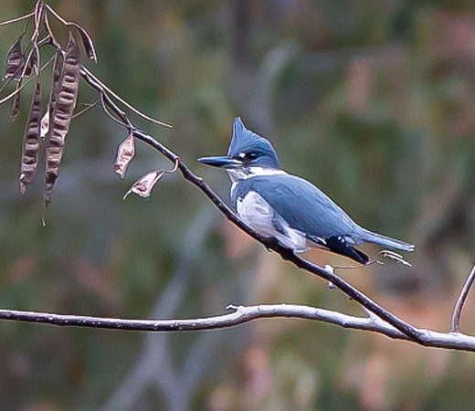64. Belted Kingfisher Beavers Bend PIMK8919
