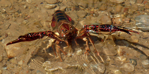 63. Red Swamp Crayfish