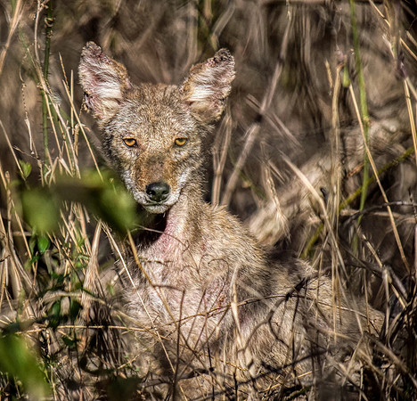 62. Coyote ONP PIMK0358