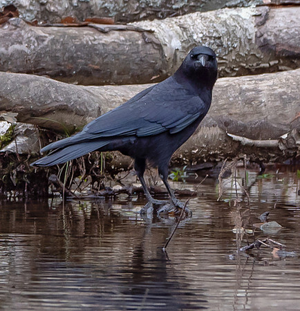 65. American Crow Beavers Bend PIMK8934