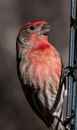 66. House Finch Davis Mountains P1002336