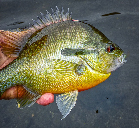 67. Redbreast Sunfish P1020803