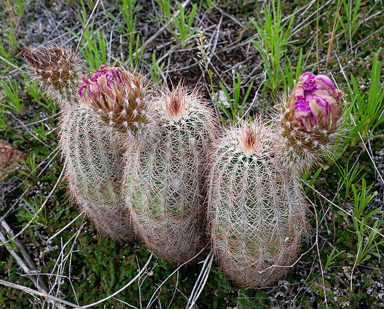 68. Cacti WMWR P1010643