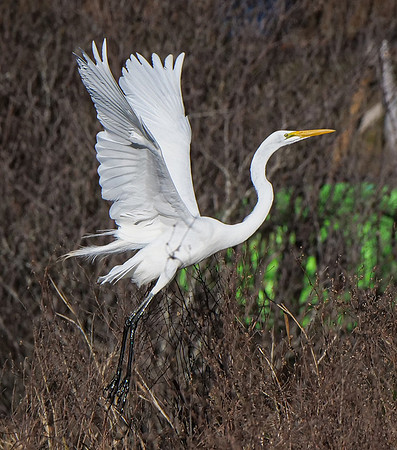 70. Great Egret Clark Lake PMK98257
