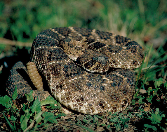 71. Western Diamond-backed Rattlesnake_