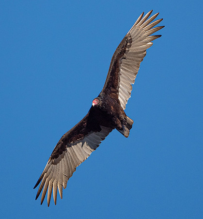 74. Turkey Vulture Tyler SP TX PIMK0432