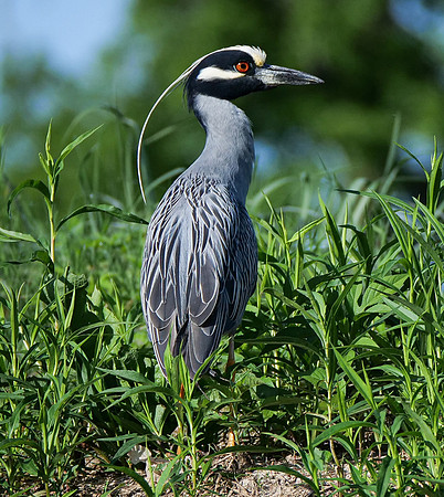 76. Yellow-crowned Night Heron Trinity River TX PIMK3696