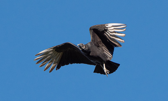 75. Black Vulture Tyler Sp TX PIMK0401