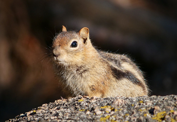 79. Common Golden-mantled Ground Squirrel SF CO PMK90956