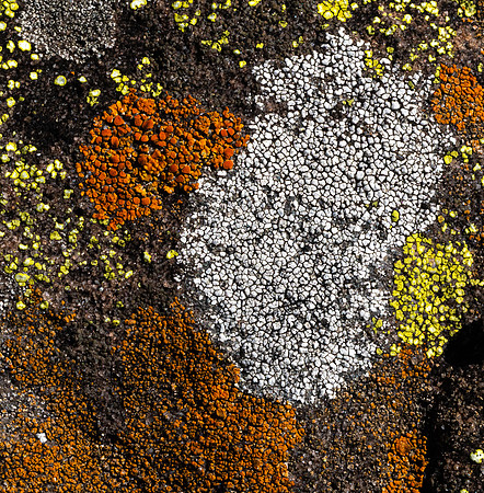 77. Mountain lichen SWNP Arlington TX PMK97059