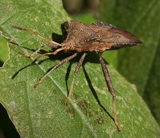 78. Helmeted Squash Bug SWNP Arlington TX P1000814