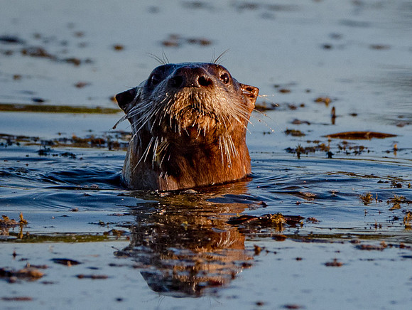 82. North American River Otter Ray Roberts Lake PMK95129