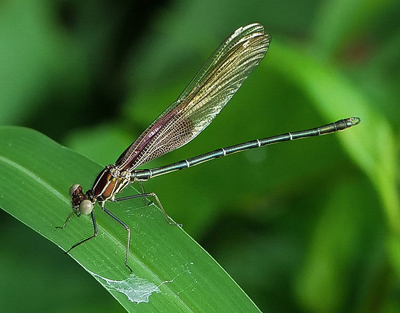 83. American Rubyspot PMK91458