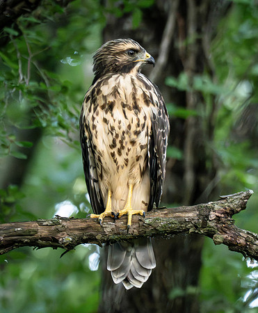 80. Red-shouldered Hawk PMK90148