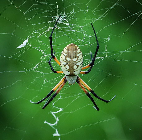 84. Yellow Garden Spider Ray Roberts PMK91528