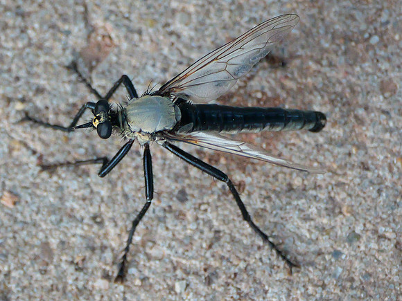 86. Giant Gray Robber Fly
