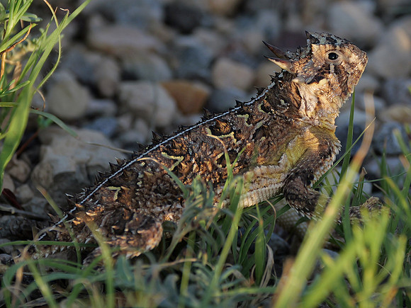 87. Texas Horned Lizard PDC SP TX PMK93355