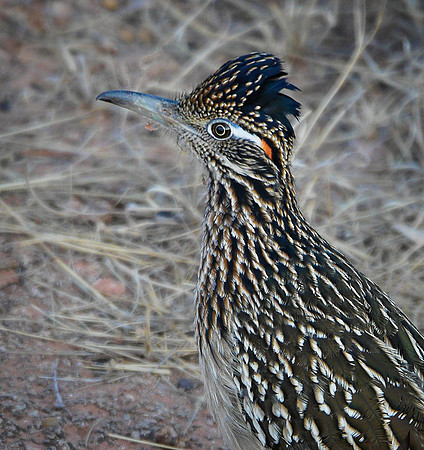 88. Greater Roadrunner Palo Duro Canyon P1080240