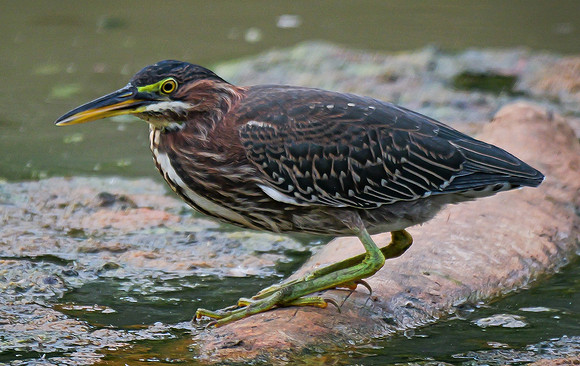 91. Green Heron Oliver NP PMK94830