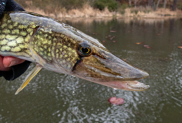 89. Chain Pickerel P2140196