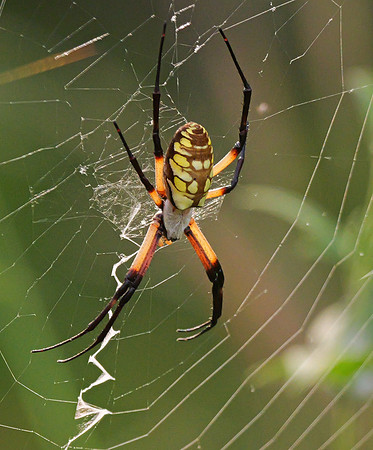 90. Yellow Garden Spider Oliver NP PMK94850