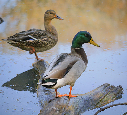 92. Mallards Oliver NP Mansfield PMK95497