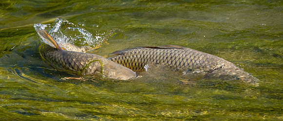 95. Common Carp Nolan River TX P1012719
