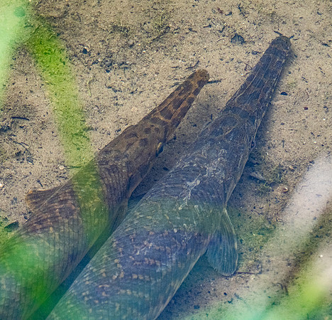 94. Spotted Gar Nolan River TX P1012792