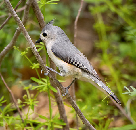 93. Tufted Titmouse Oliver NP Mansfield PMK91747