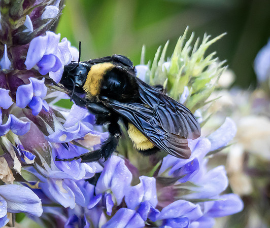 96. American Bumble Bee Meridian SP TX PMK99449