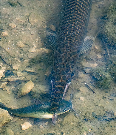 94a. Spotted Gar Nolan River TX P1012779-2