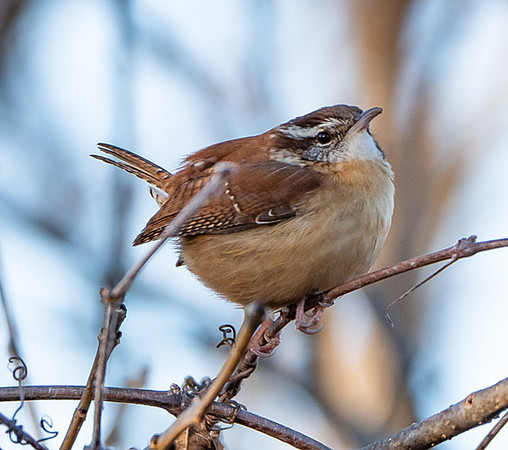 97. Carolina Wren McKinney Falls SP TX PMK95359