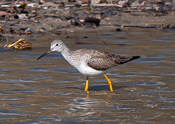 98. Greater Yellowlegs McKinney Falls Sp TX PIMK8992