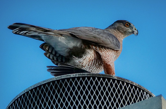 99. Cooper's Hawk Mansfield TX PMK96751