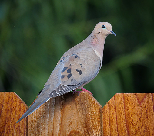 100. Mourning Dove Mansfield TX PMK92951