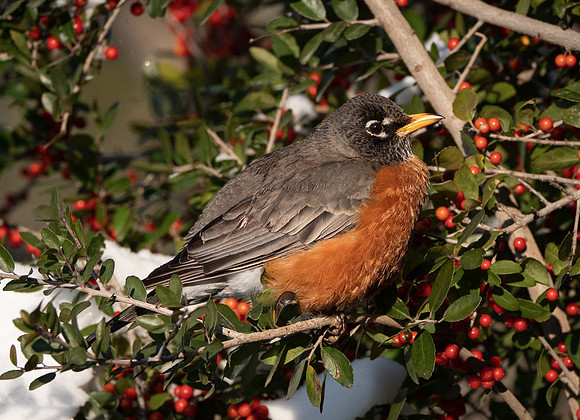 101. American Robin Mansfield TX PMK91868