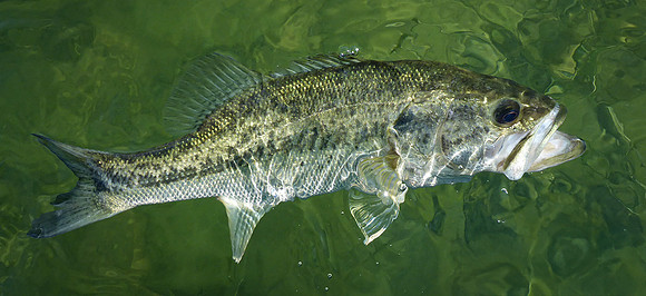 103. Largemouth Bass WB P1030071 2