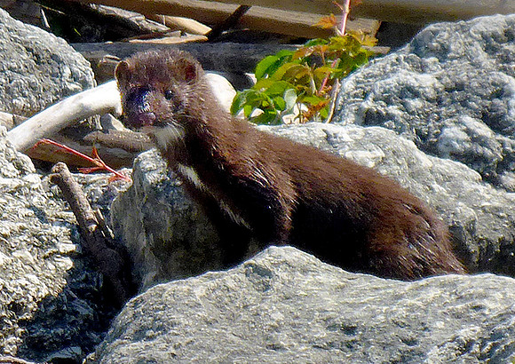 102. American Mink Lake Arlington P1000746